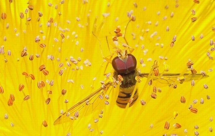 insect macro photography