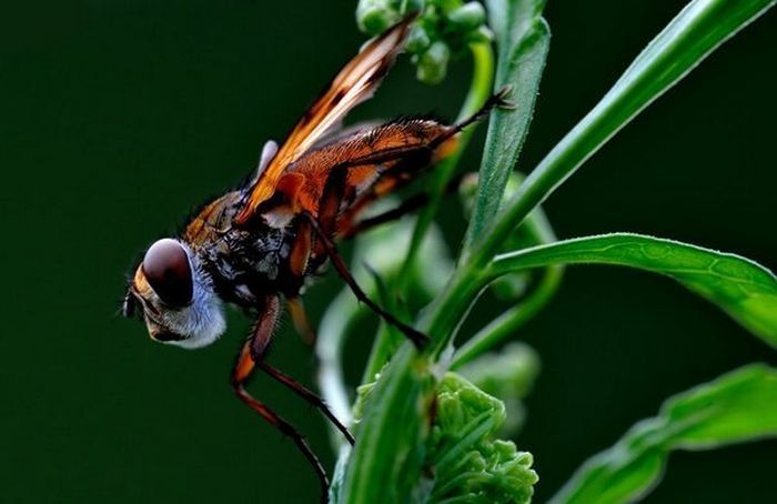 insect macro photography