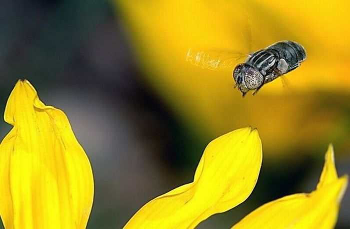 insect macro photography