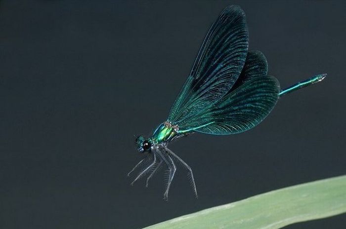 insect macro photography