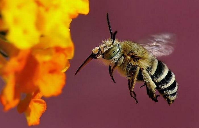 insect macro photography