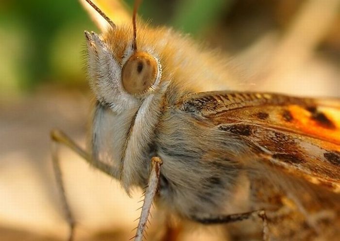 insect macro photography