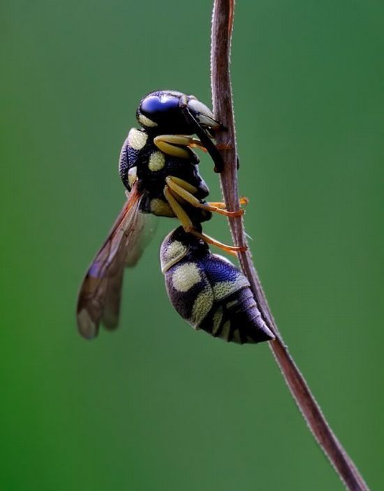 insect macro photography