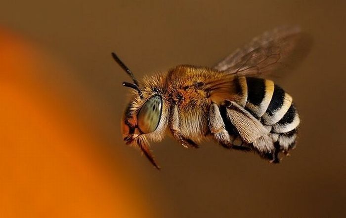 insect macro photography