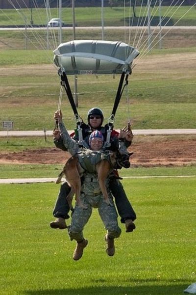 sky diving dog