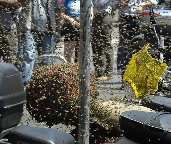 bees building a hive on a scooter