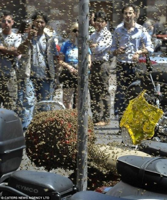 bees building a hive on a scooter