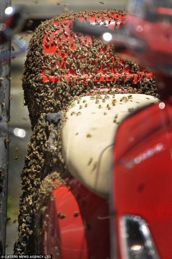 bees building a hive on a scooter