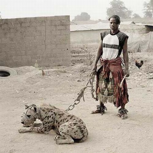 African pets, Nigeria