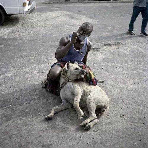 African pets, Nigeria