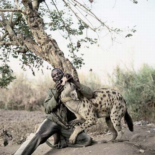 African pets, Nigeria