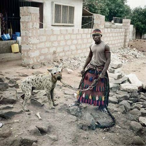 African pets, Nigeria