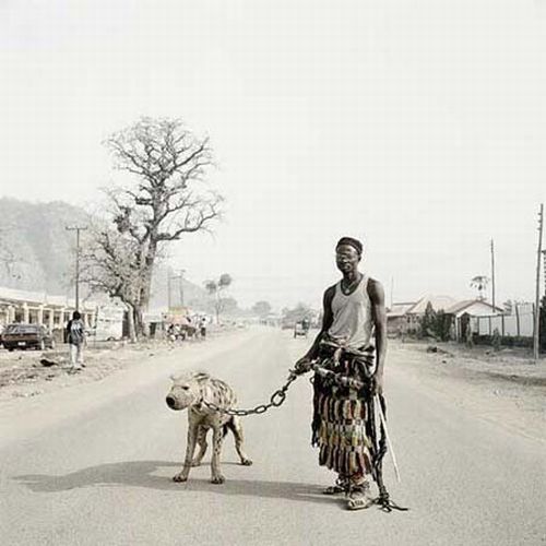 African pets, Nigeria