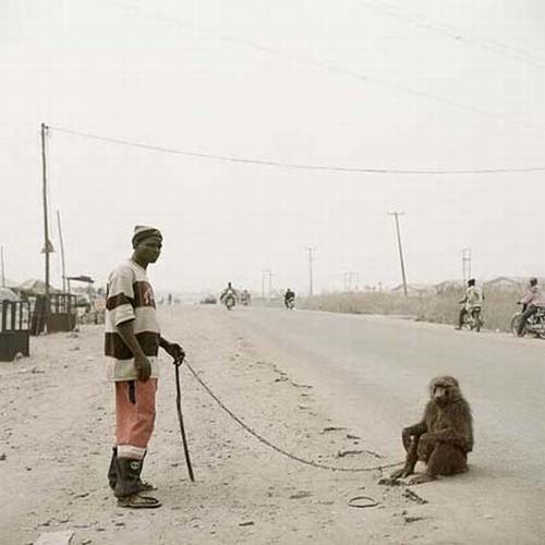 African pets, Nigeria