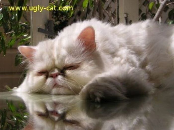 ugly cat