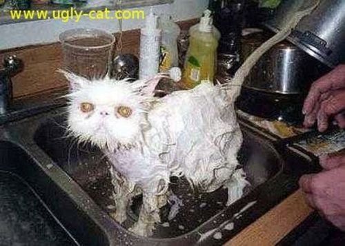 ugly cat