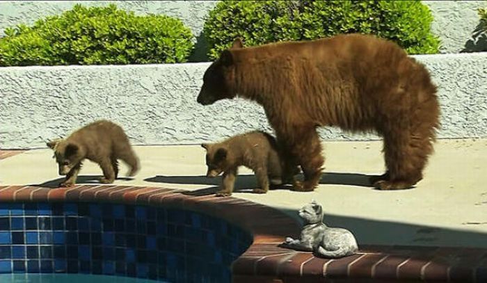 bears visit