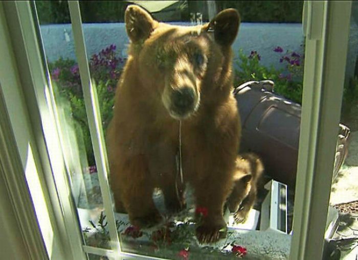 bears visit