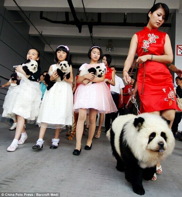 Dogs looking like panda or tiger, China