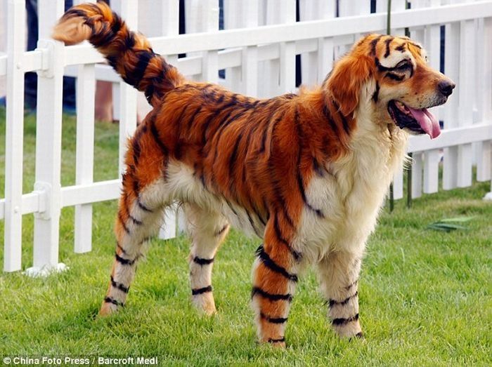 Dogs looking like panda or tiger, China