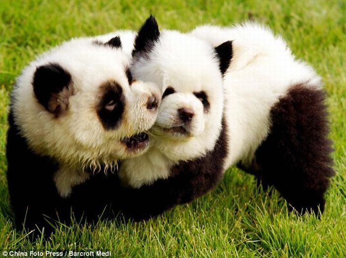 Dogs looking like panda or tiger, China