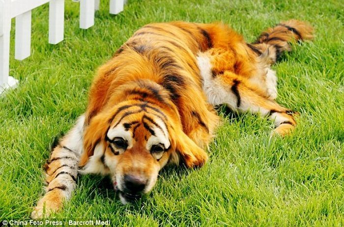 Dogs looking like panda or tiger, China