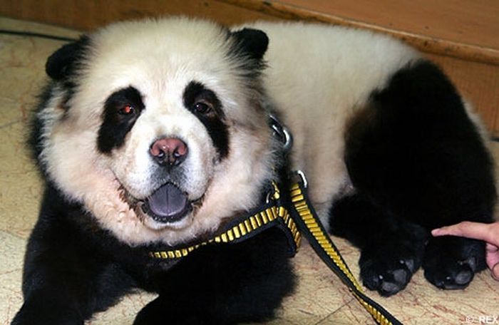 Dogs looking like panda or tiger, China