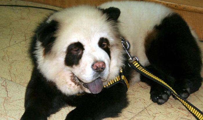 Dogs looking like panda or tiger, China