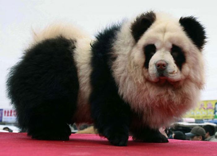 Dogs looking like panda or tiger, China