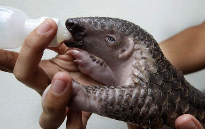 pangolin