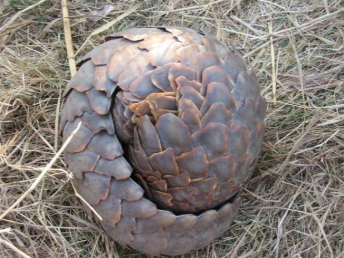 pangolin