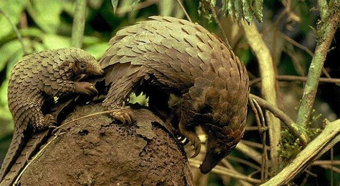 pangolin