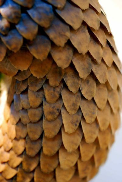 pangolin