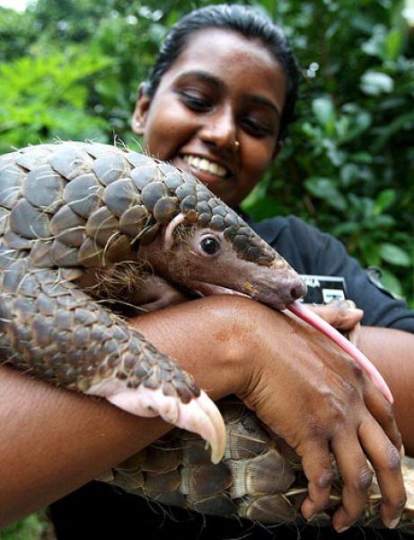 pangolin