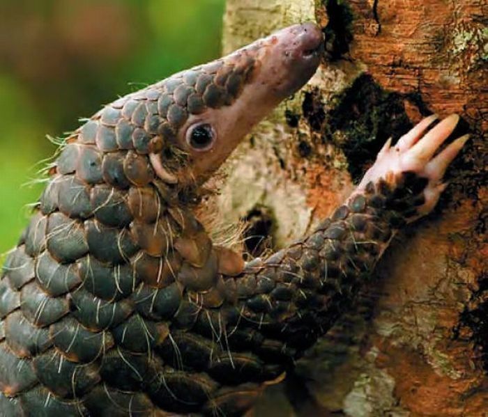 pangolin