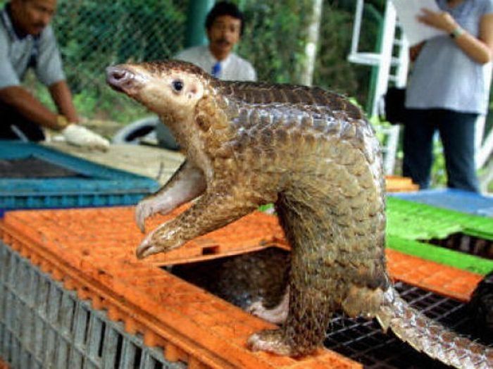 pangolin