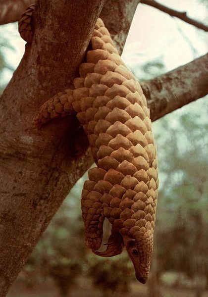 pangolin