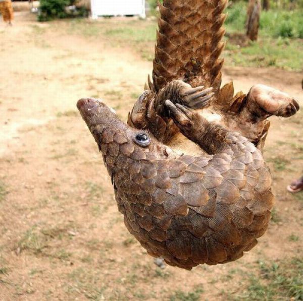 pangolin