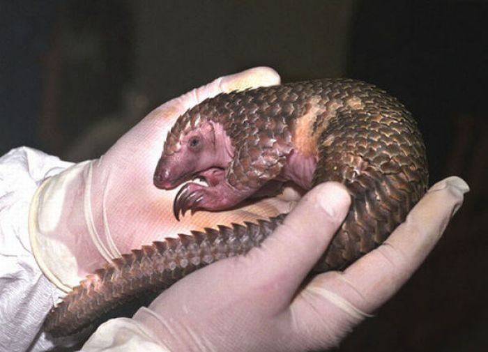 pangolin