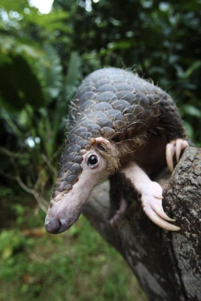 pangolin