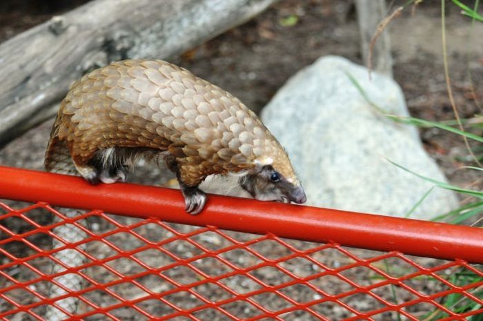 pangolin