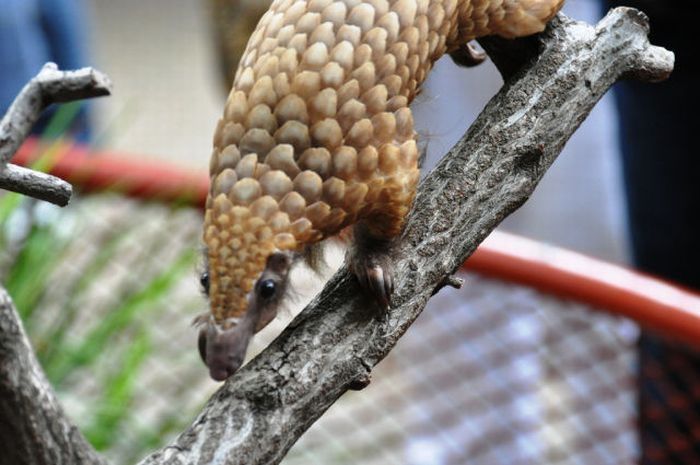 pangolin