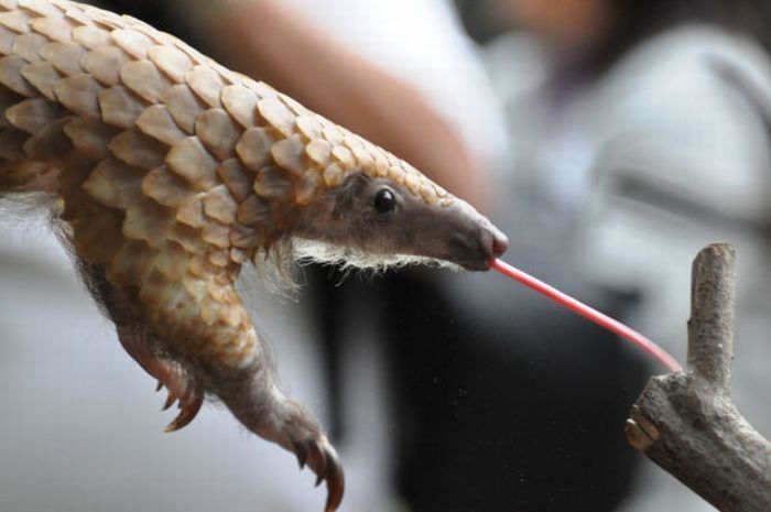 pangolin