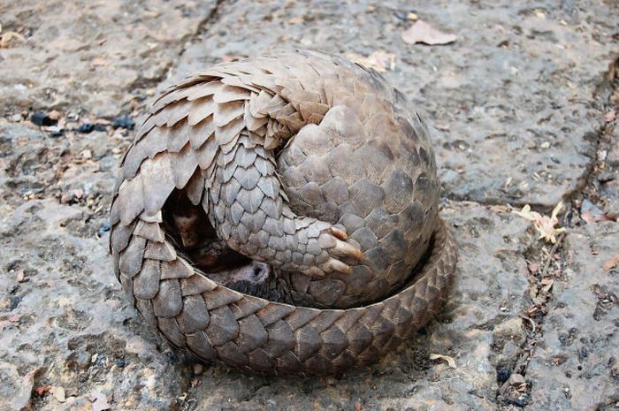 pangolin