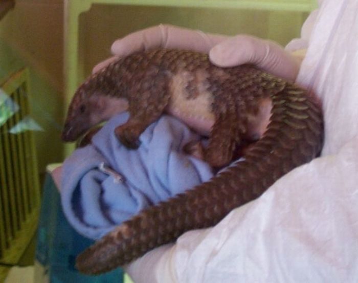 pangolin