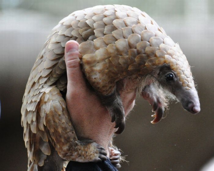 pangolin