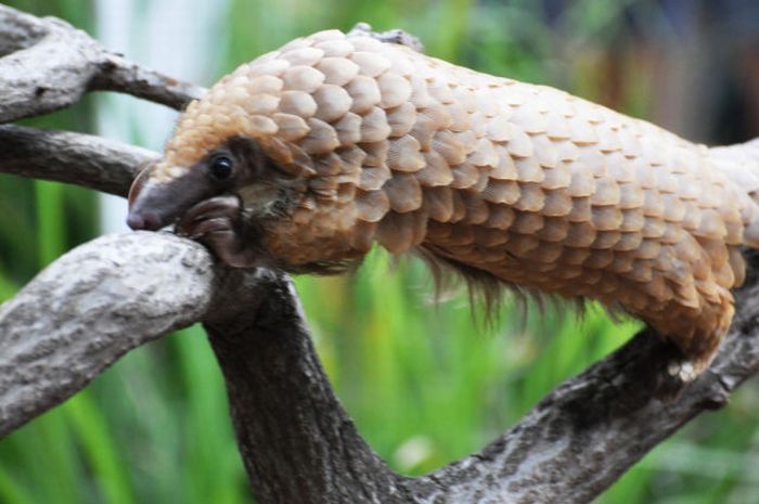 pangolin