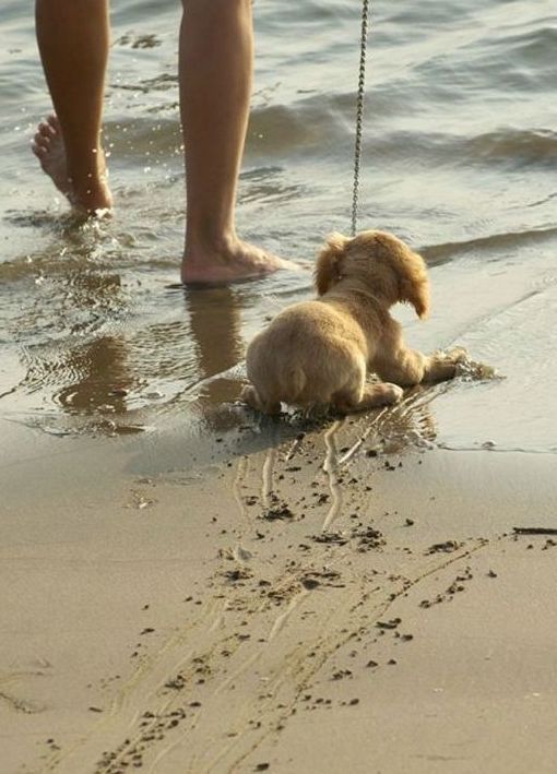 cute puppy dog