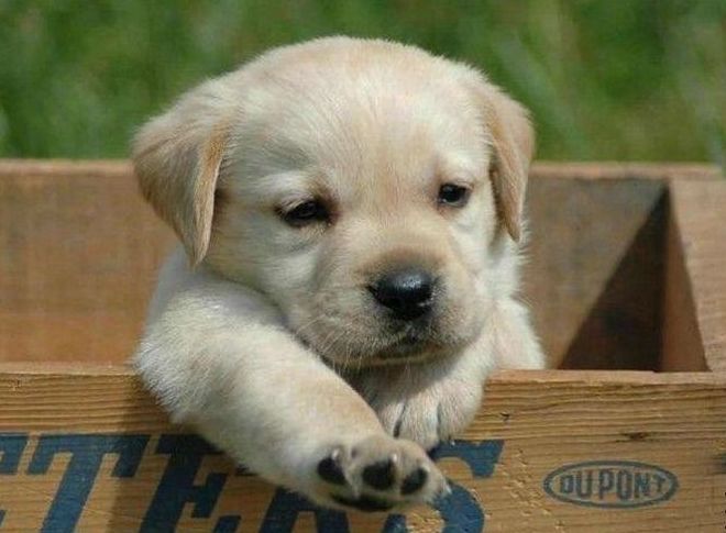 cute puppy dog