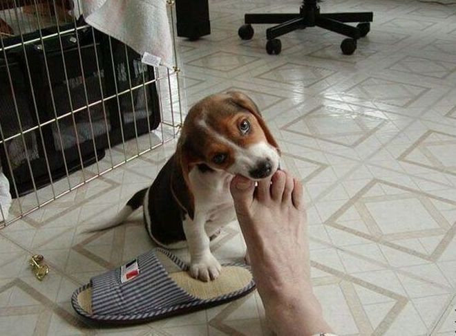 cute puppy dog